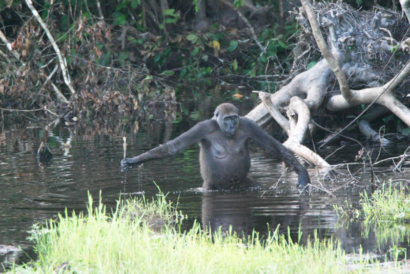 800px-Gorilla_tool_use.png