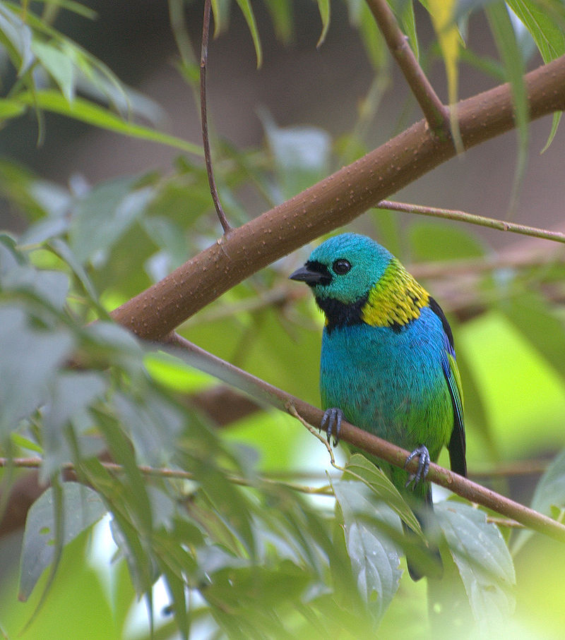 800px-Green-headed_tanager.jpg