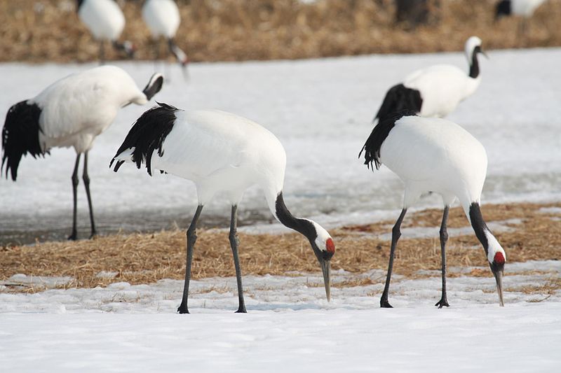 800px-Grus_japonensis_-Hokkaido,_Japan_-several-8_(1).jpg