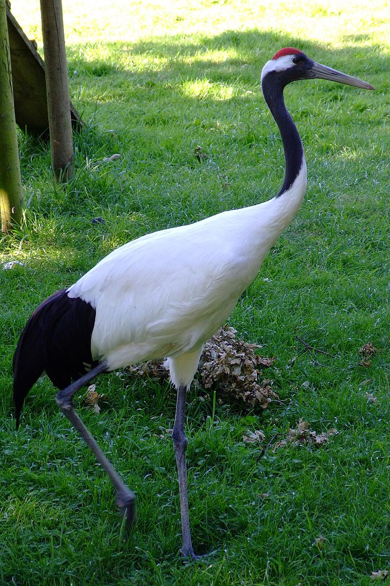 800px-Grus_japonensis_-Marwell_Wildlife,_Hampshire,_England-8a.jpg
