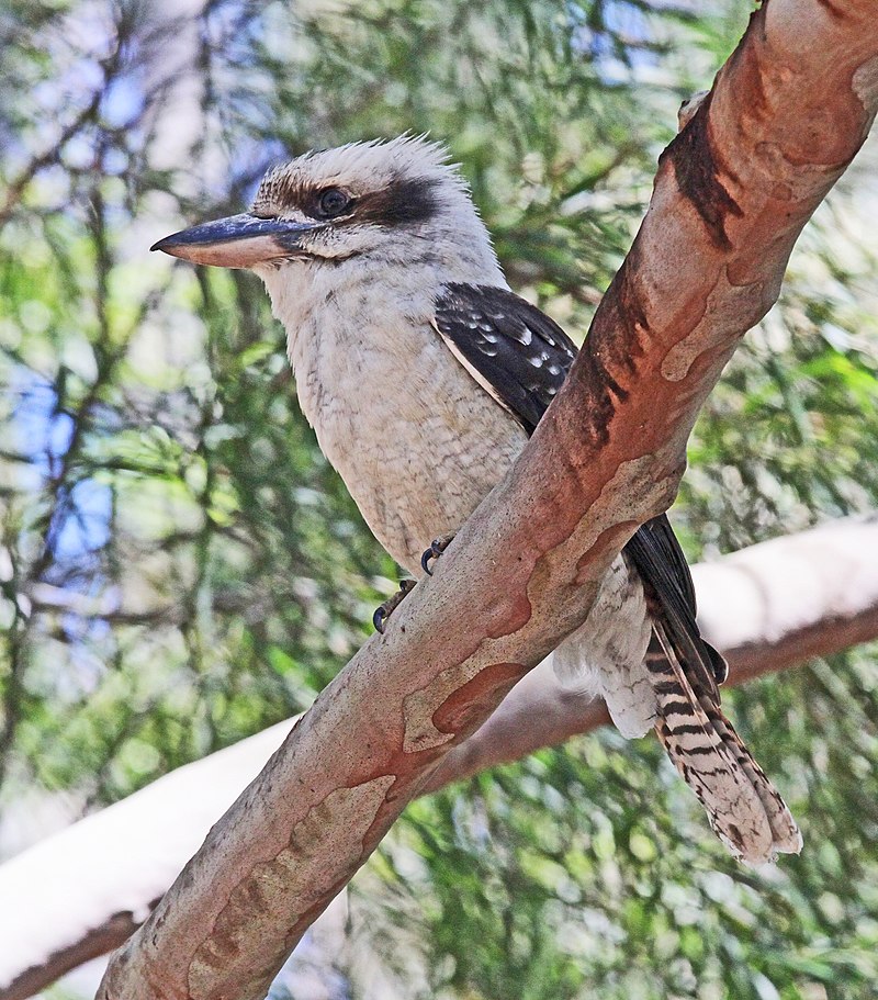 800px-Laughing_Kookaburra_1_JCB.jpg