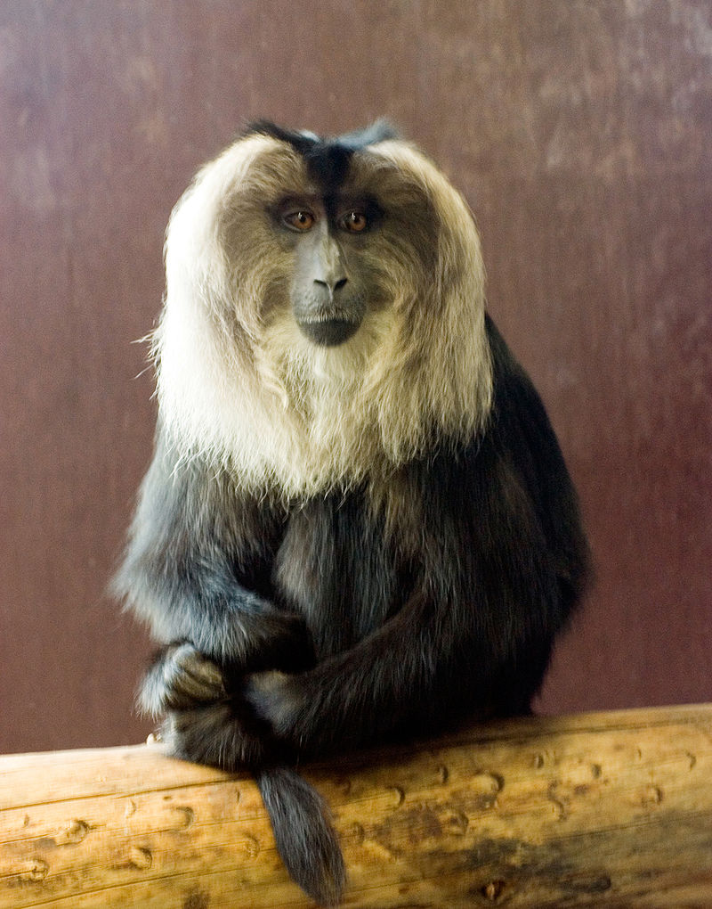 800px-Lion-tailed_Macaque_in_Bristol_Zoo.jpg