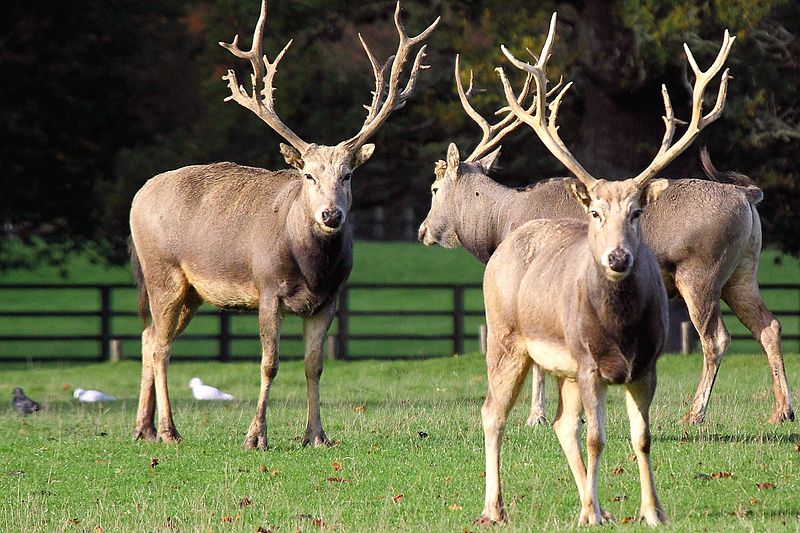 800px-Pere_David_Deer_-_Woburn_Deer_park_(5108236985).jpg