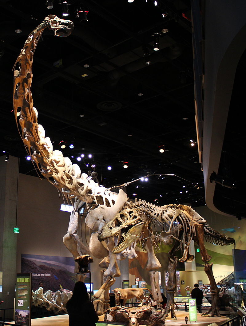 800px-Perot_Museum_Alamosaurus_and_Tyrannosaurus.jpg
