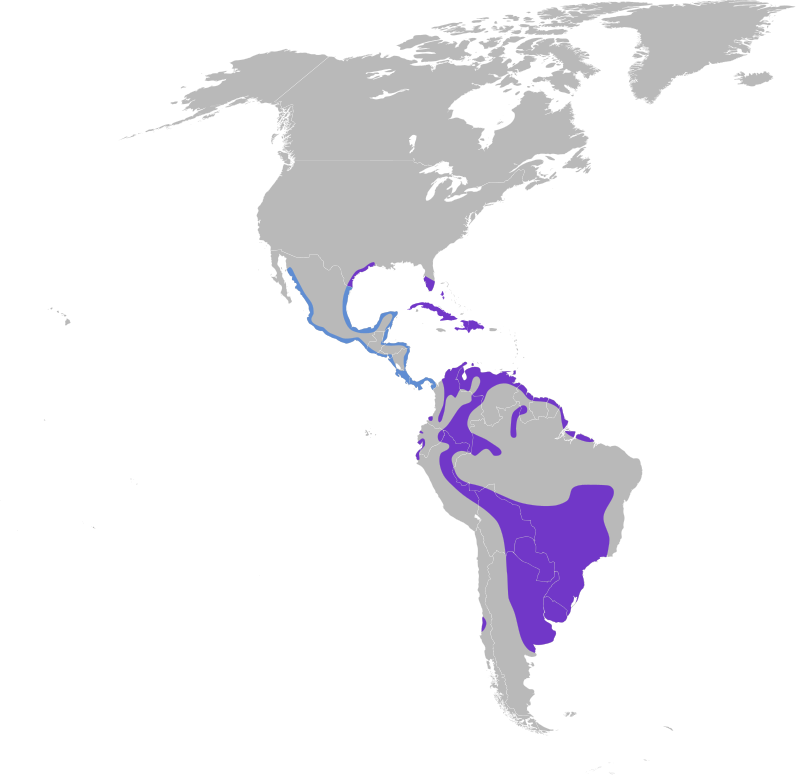 800px-Platalea_ajaja_map.svg.png