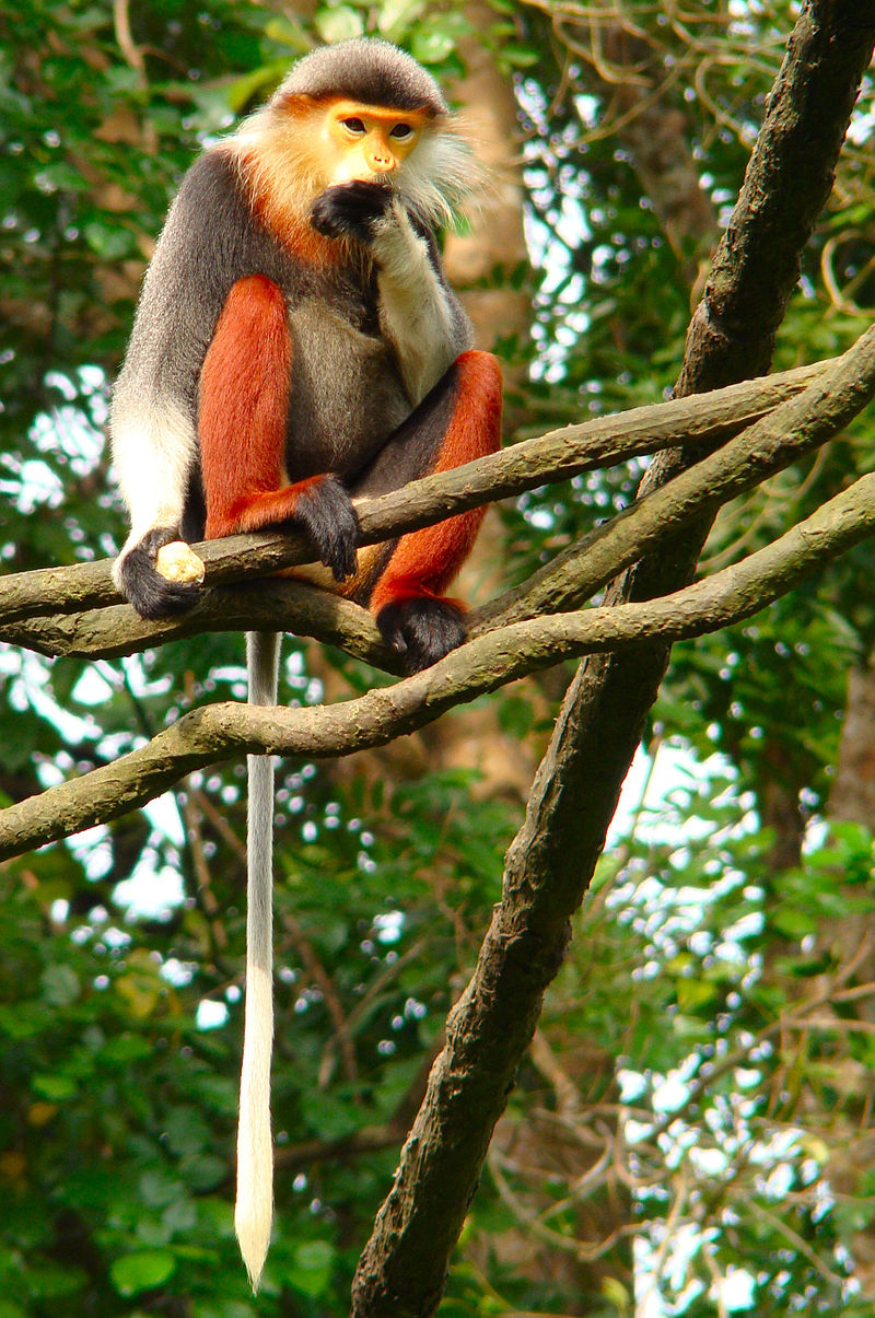 800px-Portrait_of_a_Douc.jpg