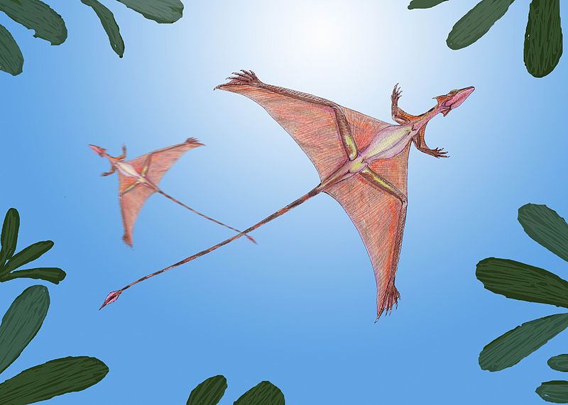 800px-Sharovipteryx.jpg