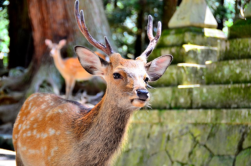 800px-Sika_deer_in_Nara_05.jpg