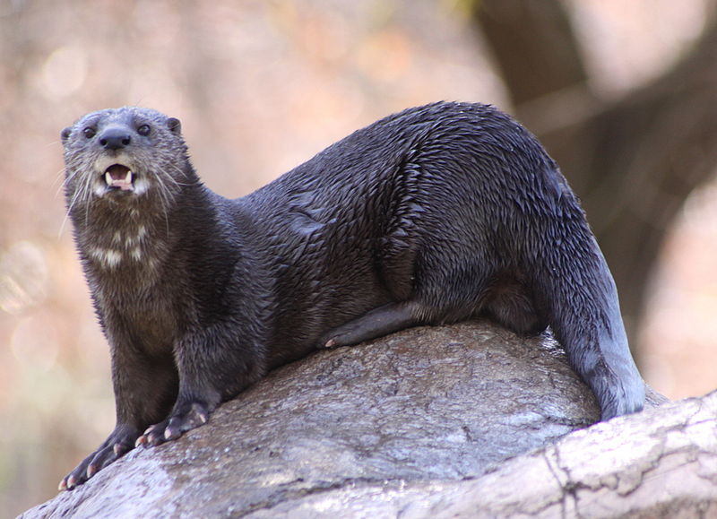 800px-Spotted-necked_otter_1.jpg
