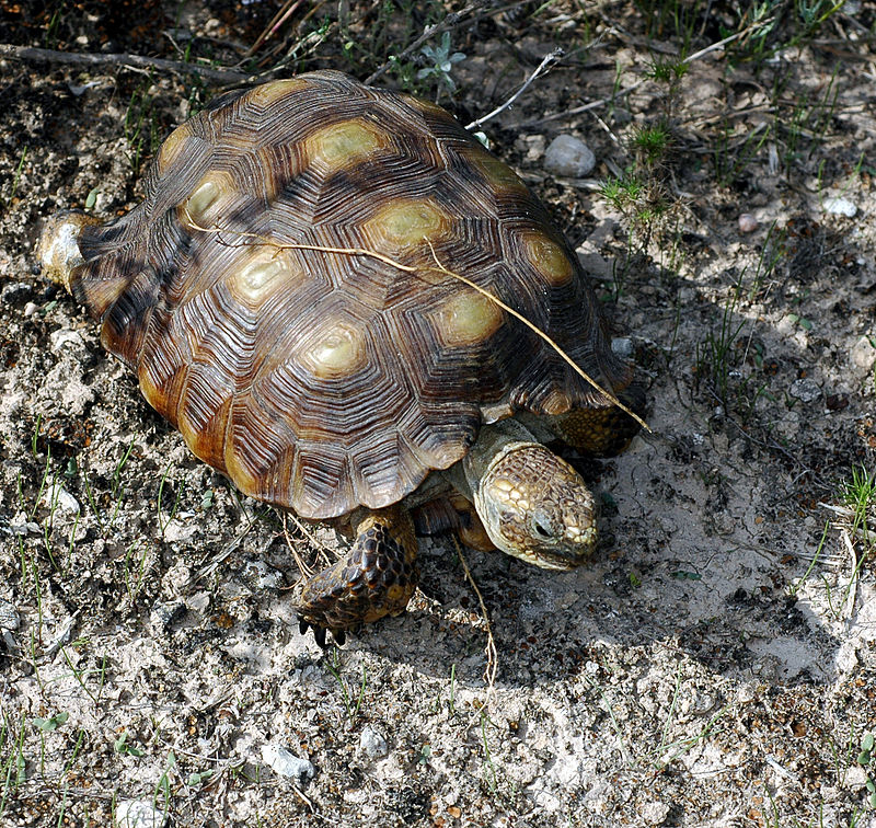 800px-Texas_Tortoise_(Gopherus_berlandieri)_(57391706).jpg