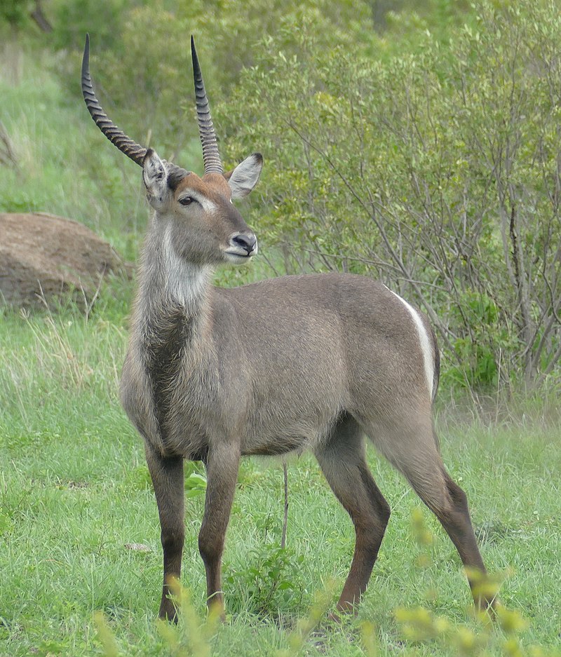 800px-Waterbuck_(Kobus_ellipsiprymnus)_male_at_Kruger_NP,_Mpumalanga,_South_Africa.jpg