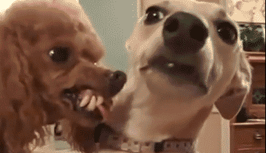 8079EED2-1099-4D72-B0F3-C8B3C6EC17AE.gif
