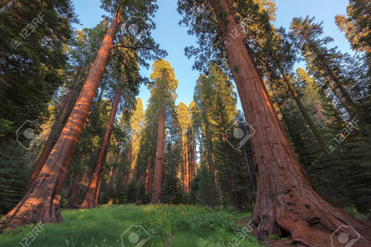 88067758-giant-sequoias-forest-sequoia-national-forest-in-california-sierra-nevada-mountains-u...jpg