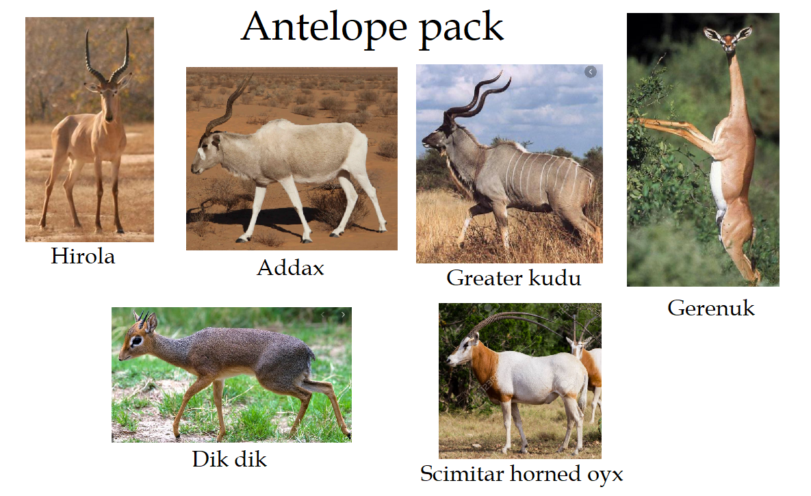 9 antelope.png