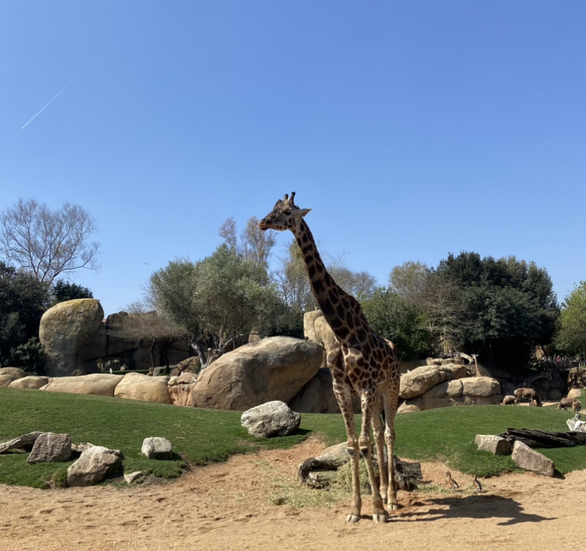942754AC-993E-4AAC-A6E5-7F881F00CA5D.jpeg