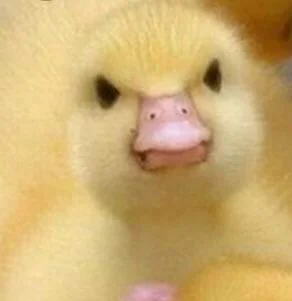 9a7jyryftcp51.jpg