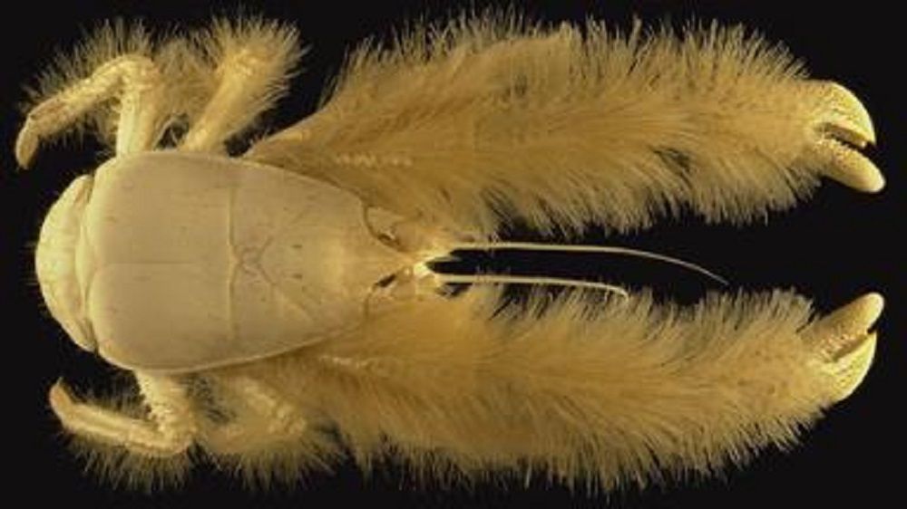 __opt__aboutcom__coeus__resources__content_migration__treehugger__images__2014__10__Yeti_Crab-...jpg