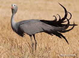 a-blue-crane-.jpg
