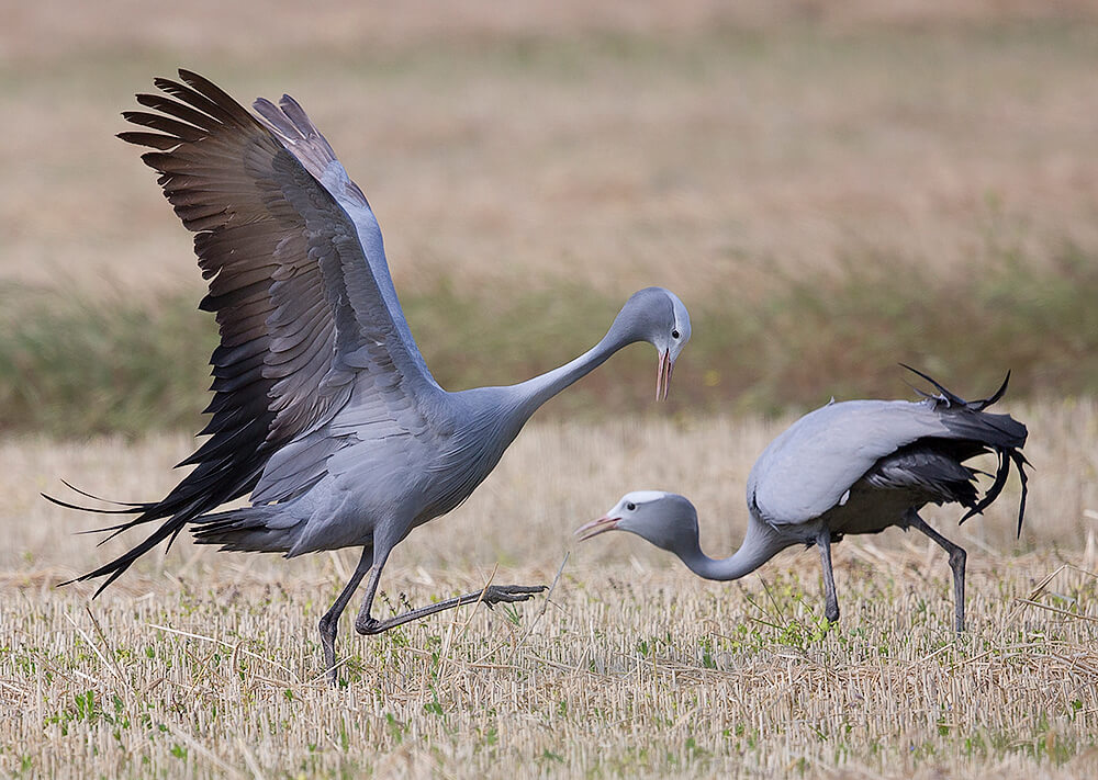 a-blue-crane2.jpg
