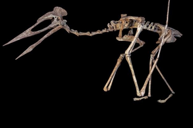 a-close-up-of-an-animal-a-skeletal-reconstruction-of-the-flying-reptile-known-as-dracula-a-gia...jpg