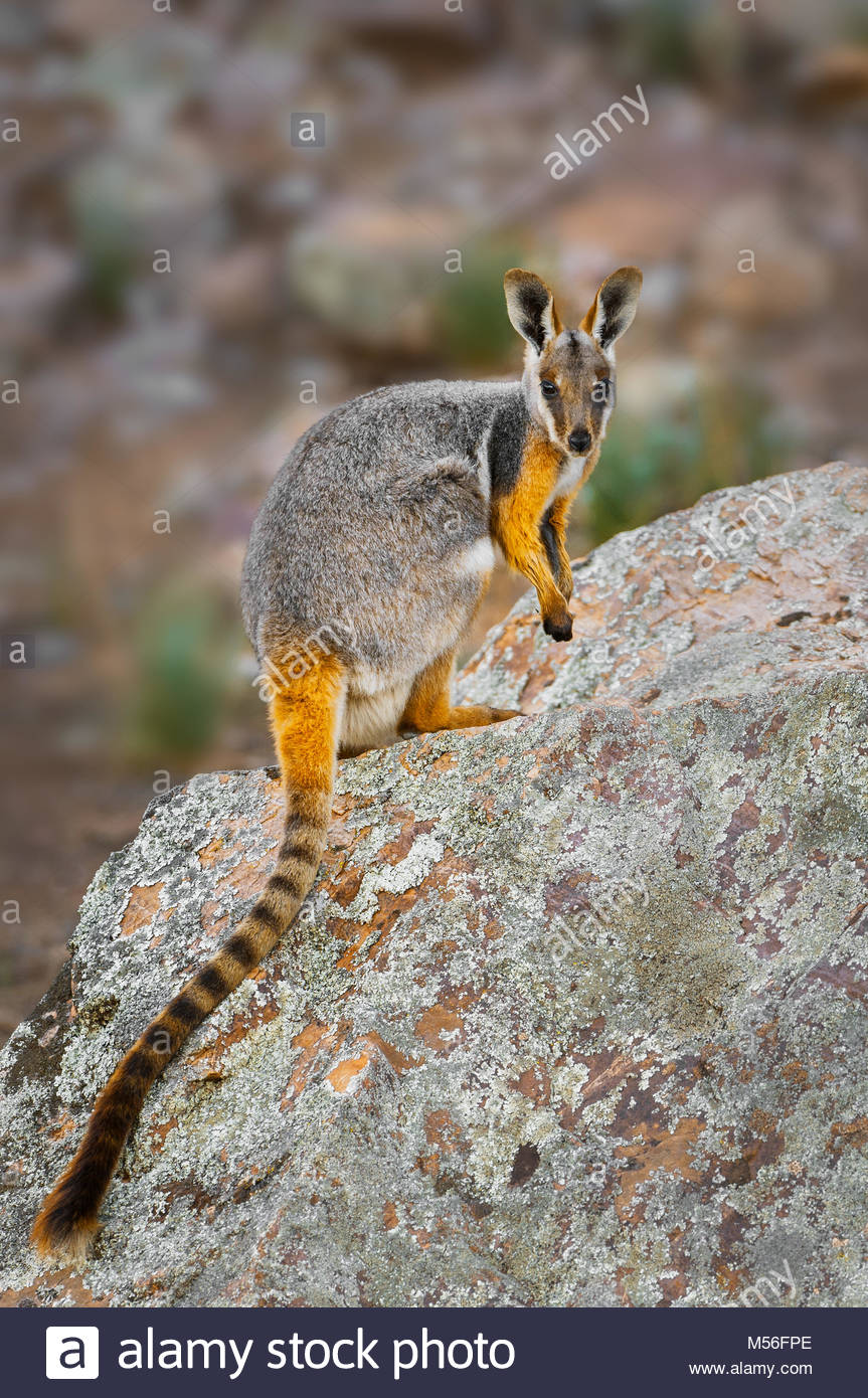 a-rare-yellow-footed-rock-wallaby-sitting-on-a-rock-M56FPE.jpg
