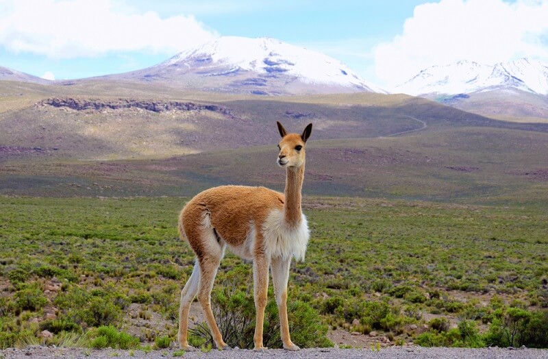 A-Vicuña.jpg