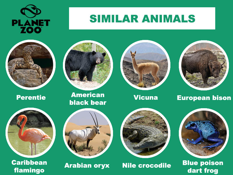 A10 - Similar animals copy.jpg