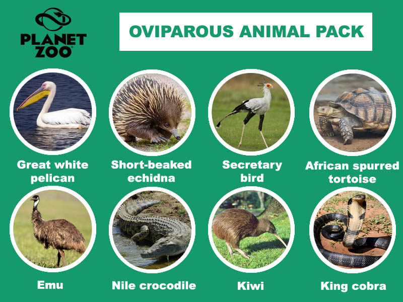 A18 - Oviparous animal pack copy.jpg