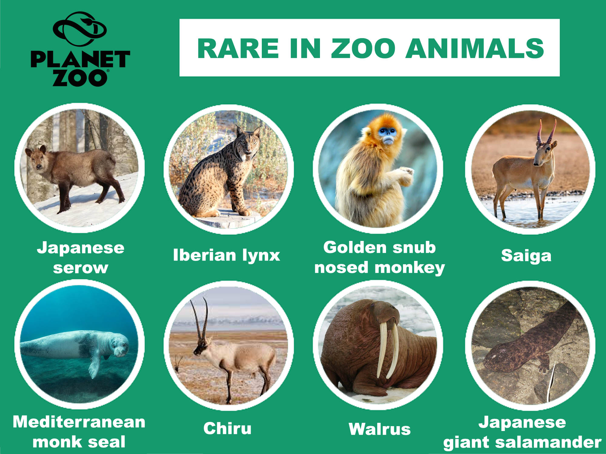 A21 - Rare in zoos copy.jpg