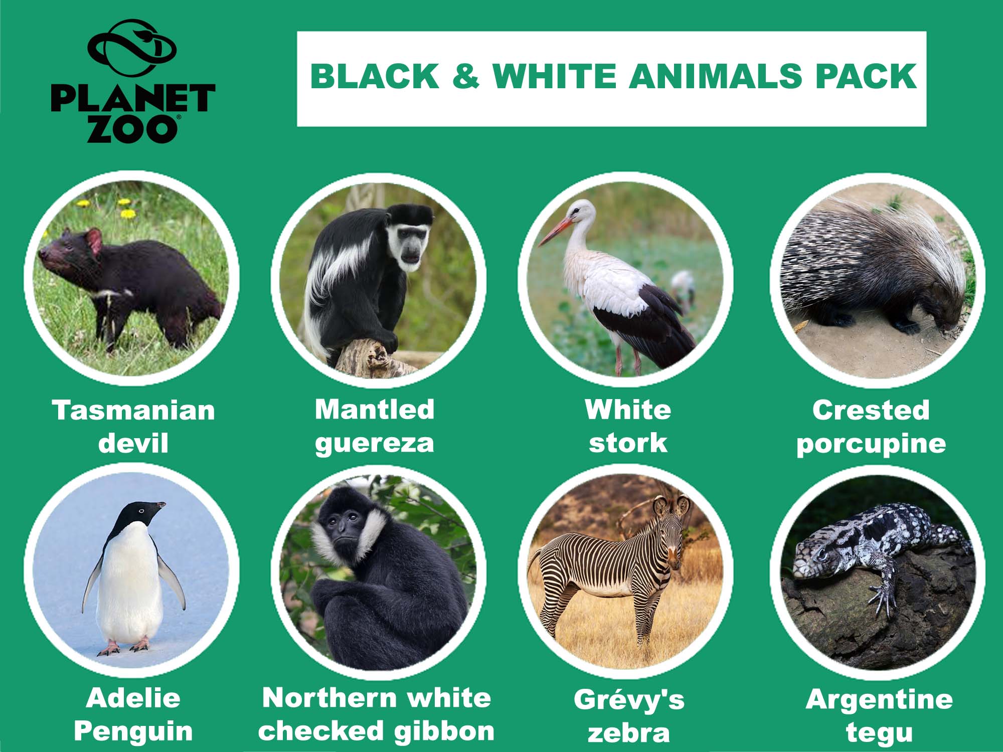 A7- Black and white animal copy.jpg