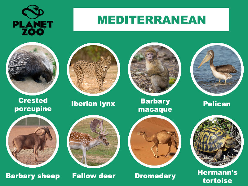 A8 - Mediterranean copy.jpg