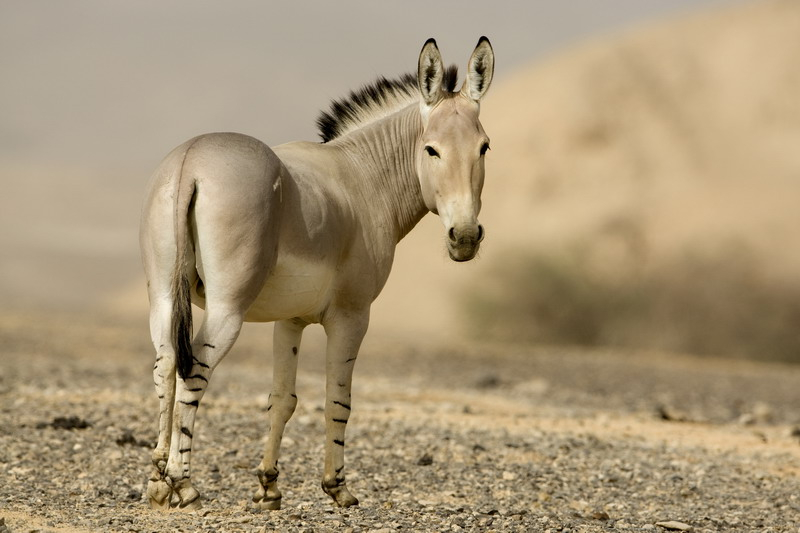 Abyssinian-Wild--in-Eritrea_jpg.jpg