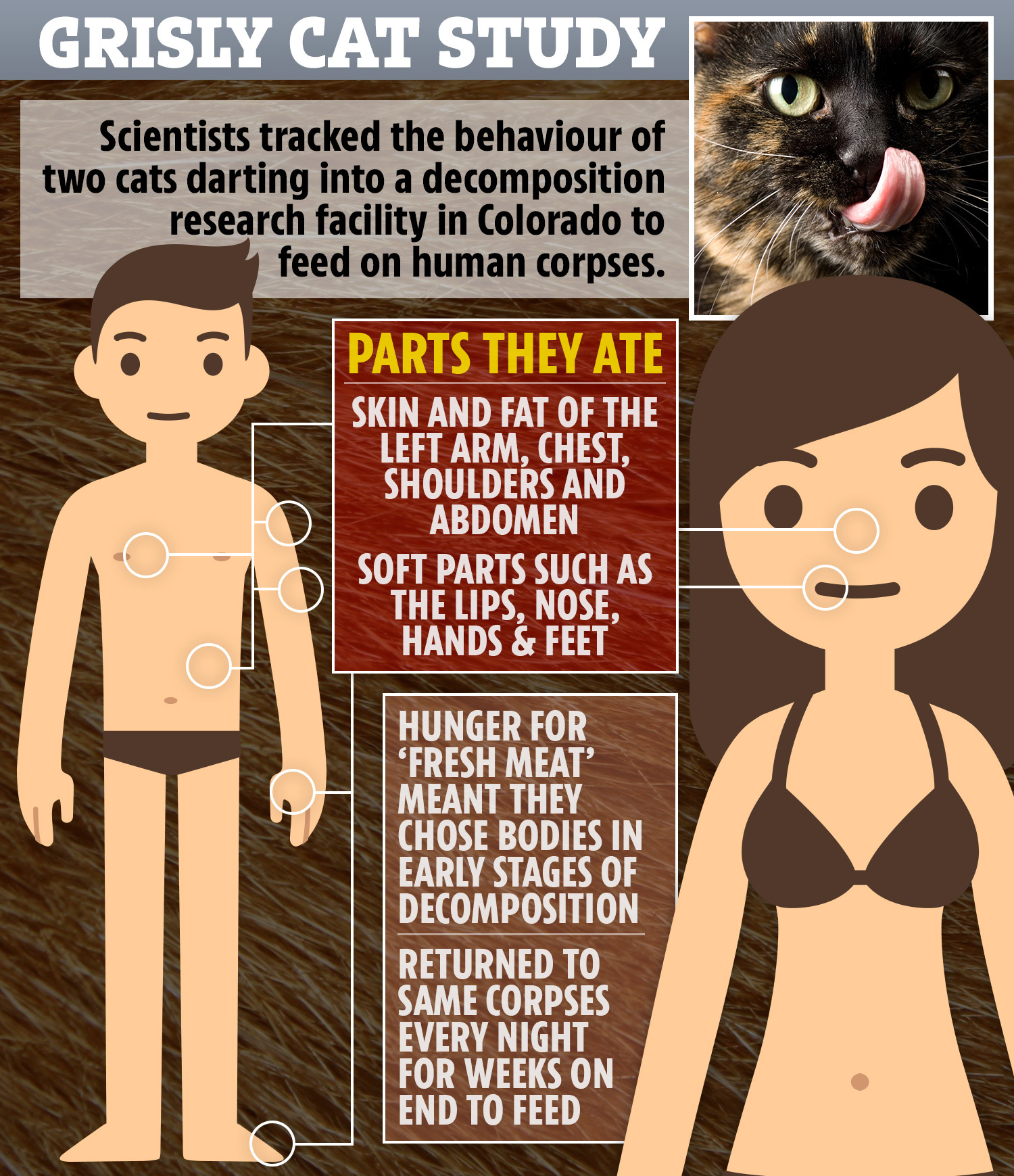 ac-graphic-cat-eating-humans-v3.jpg