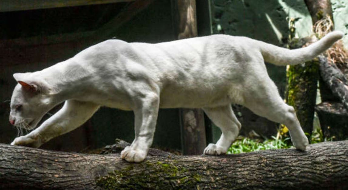 acelot1.jpg