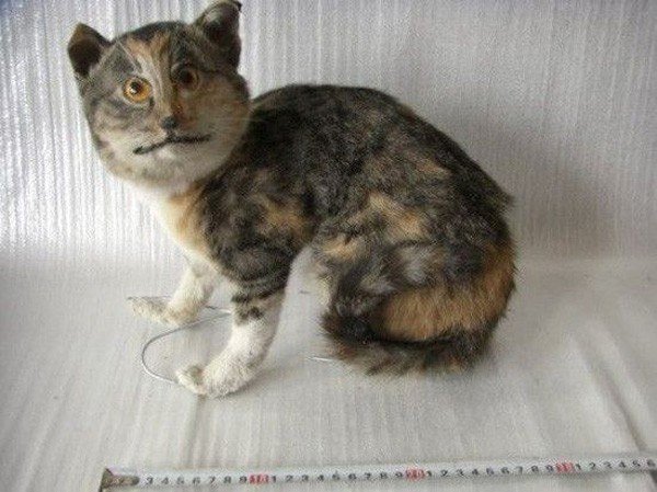 acid-cat-bad-taxidermy.jpg
