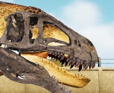 acro skull comparison.jpg