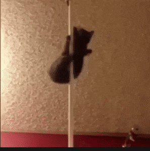 AcrobaticAbleDwarfmongoose-max-1mb.gif
