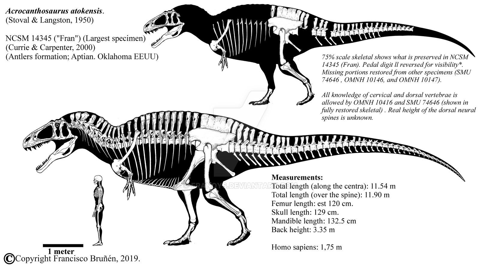 Acrocanthosaurus atokensis (NCSM 14345) by Franoys.jpg