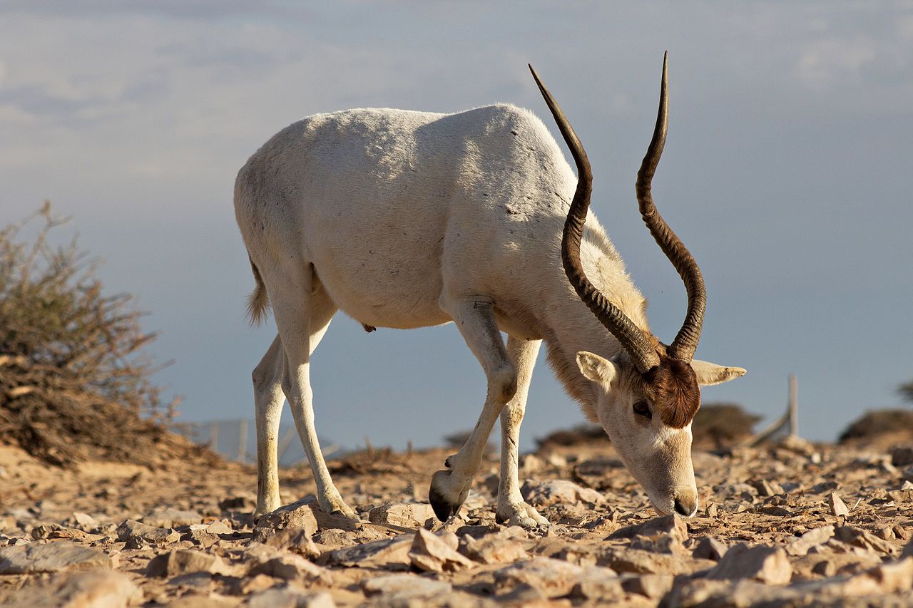 Addax.jpg