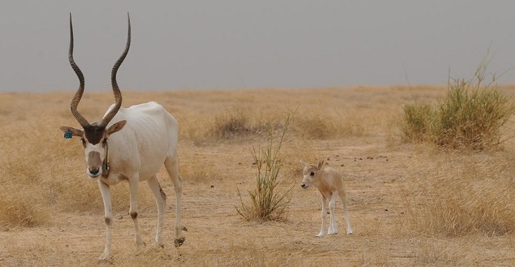 Addax.jpg