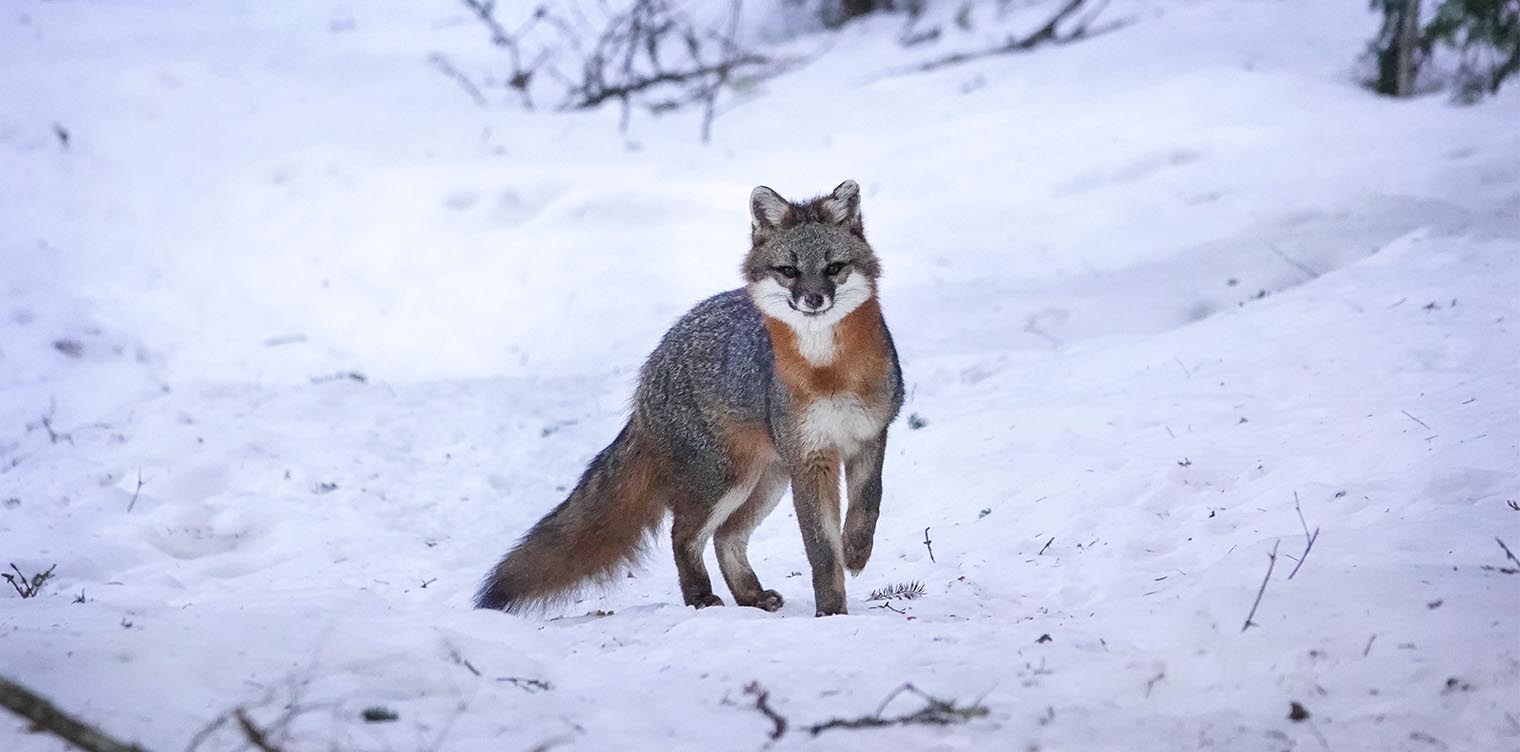 Adirondack-Mammals-Gray-Fox-Urocyon-cinereoargenteus-Adult-Country-Club-Lane-15-March-2021-72.jpg