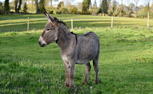 adopter-ane-063051.jpg