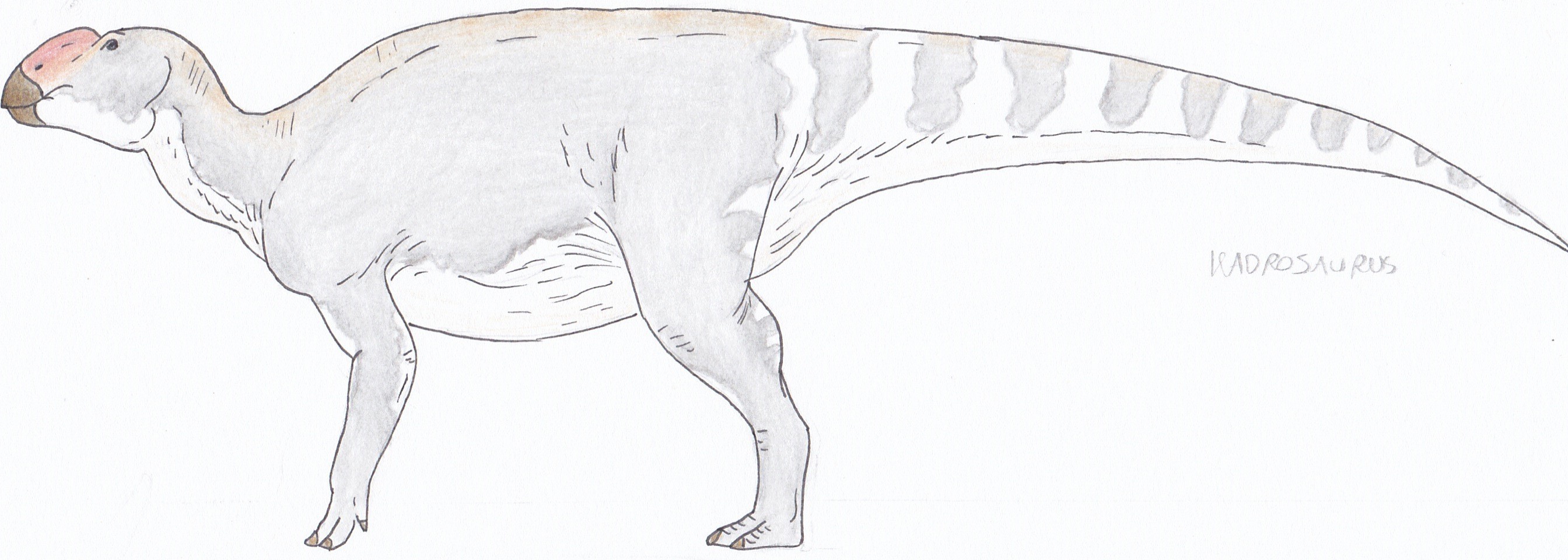 adrosaurus.jpg