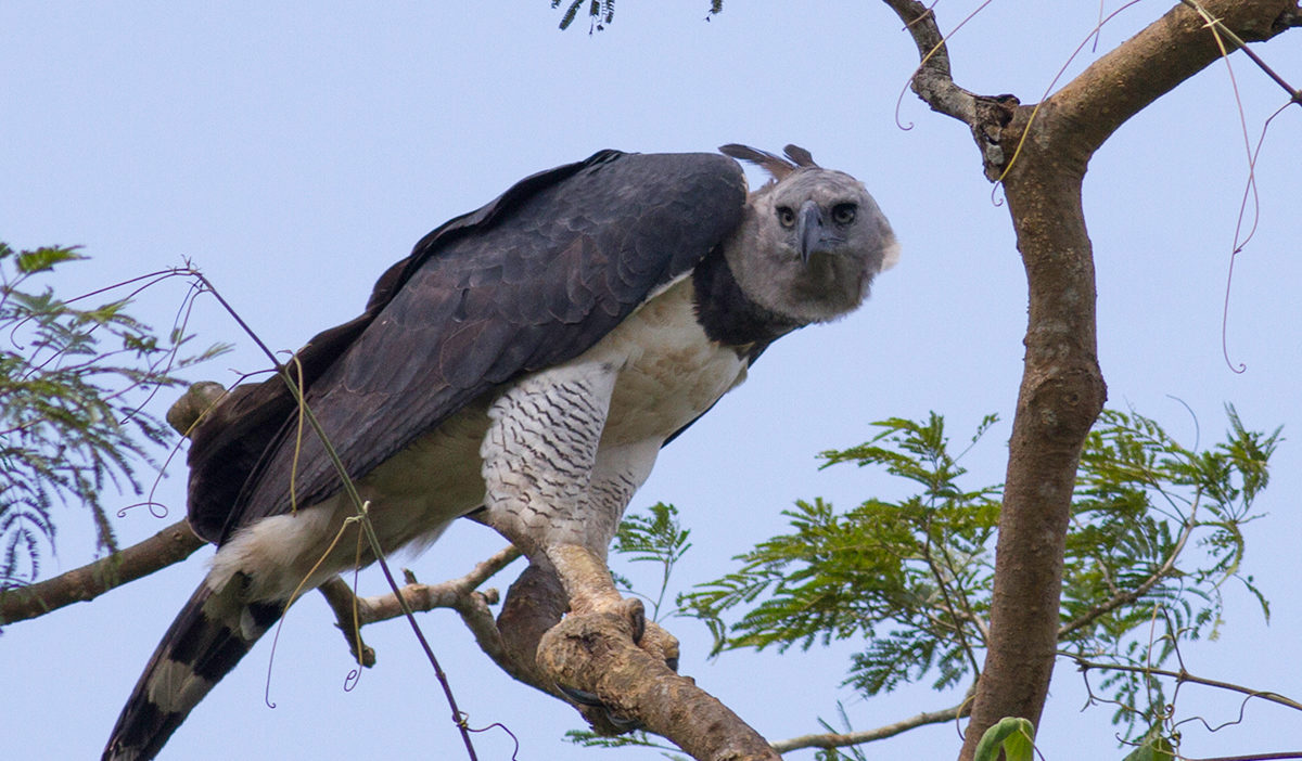 Adult-Harpy-Eagle-e1664304626486.jpg