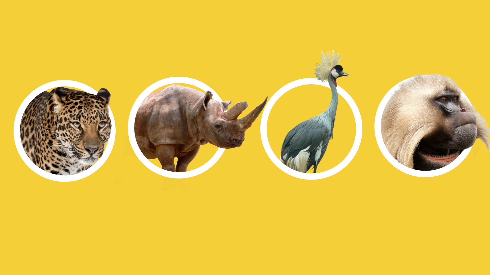 Africa.png