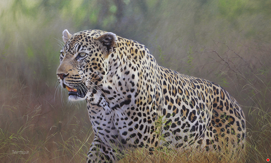 africa14069_3313467xl.jpg