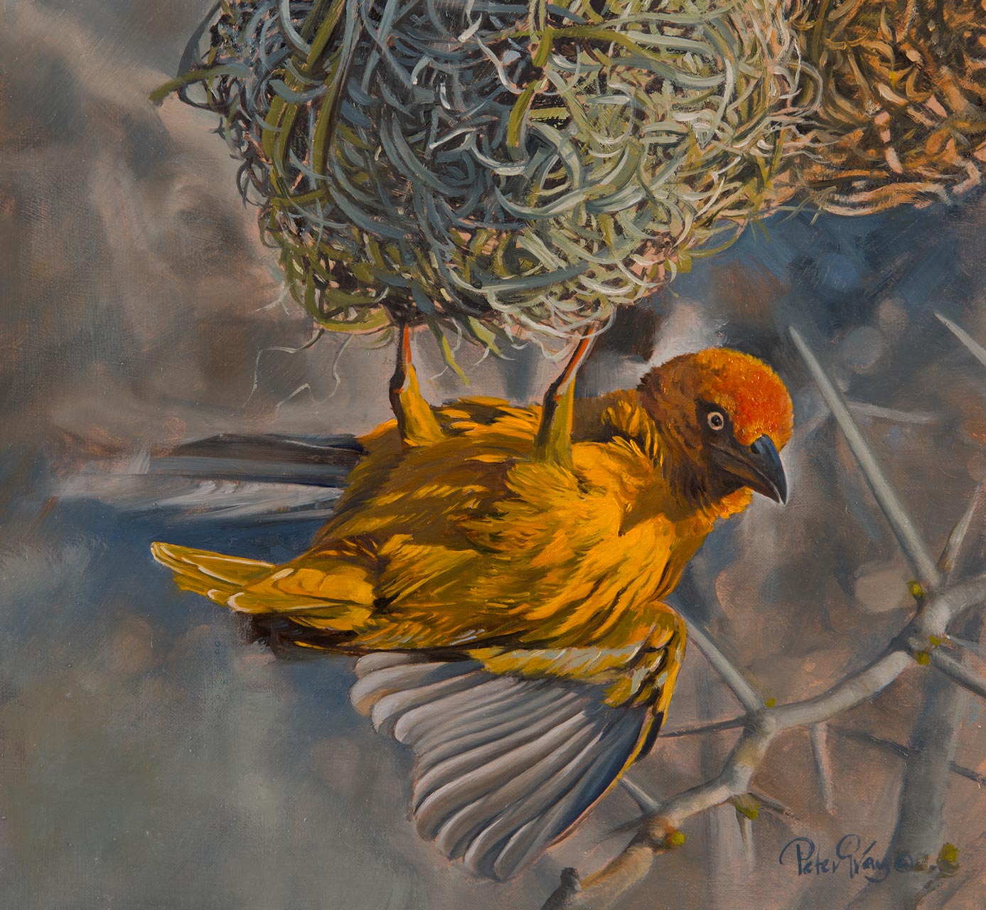 africaBest-Nest.jpg