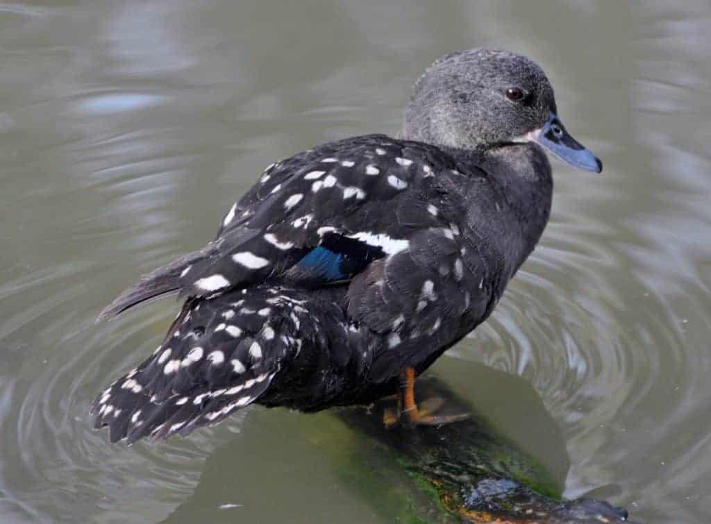 African-black-duck-standing-in-water-IG-1024x755.jpg