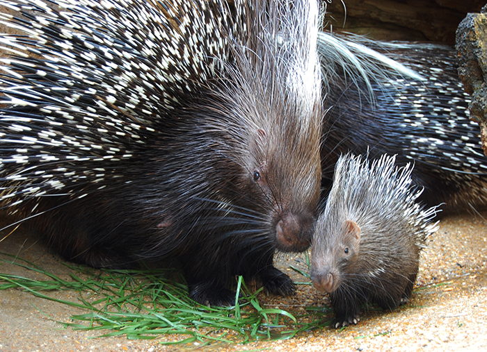 African Crested Porcupine.jpg