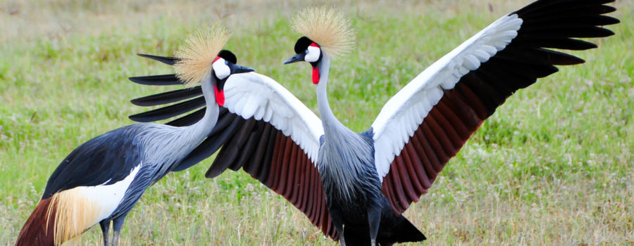 african crowned crane.jpg